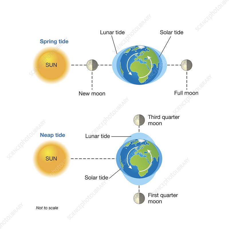 Diagram showing spring and neap tides and their effect on water levels